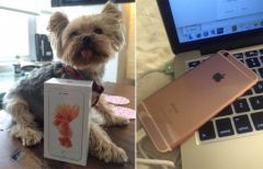 最初の iPhone 6s が配信されました: 12 メガピクセルの写真、ベンチマーク、および写真の例